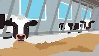 What Do Cows Eat?