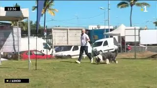 1 400 chiens participent à la double exposition canine de Saint-Paul