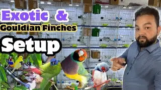 Gouldian finch and Fown Java Breeding progress #viral