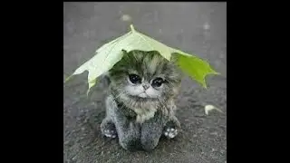 Смешные животные.Тест на психику,попробуй не засмеяться/funny animals