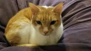 A cat named Titan.
