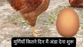 murgi kitne din me annda deti hai | when chicks laying eggs