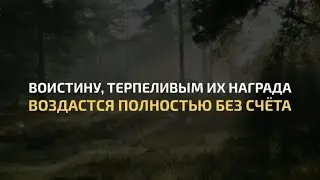 Сальман аль-Утайби | Сура 39 Аз-Зумар | Красивое чтение Корана