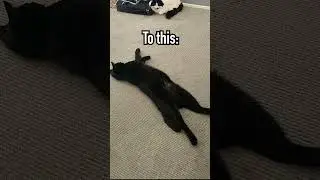 If your cat has any itchy belly, use this litter!