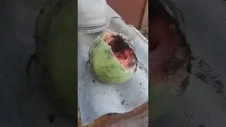 🌱🏡ДРУЗІ БУДЬ ЛАСКА ПІДСКАЖІТЬ ХТО ЧИ ЩО ТАК МОЖЕ ВИЖИРАТИ КАВУНИ ? ДЯКУЮ !