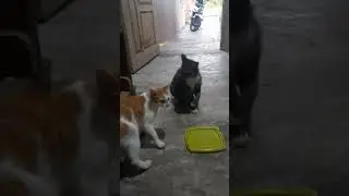 batle cat | just funny | perkelahian kucing 