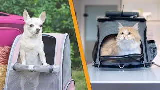 10 Best Pet Travel Carrier 2023 | Enjoy Stress-Free Traveling