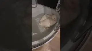 первое купание гусят) жизнь гусей в профиле🪿