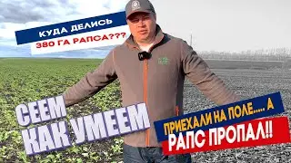 Приехали на поле, а озимый рапс пропал!!! Куда делся рапс?