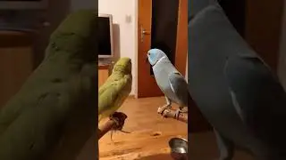 Рикки довольная - Макс её накормил 😄🦜❤️🦜 