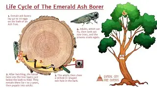 What is Emerald Ash Borer