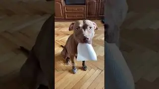 When you really want to help 🤧  