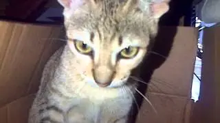 Kucing Nakal