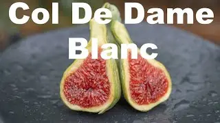 Col De Dame Blanc Fig (6-4-22)