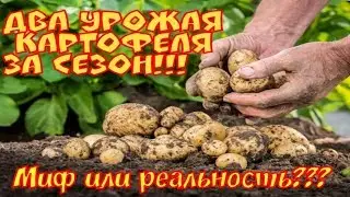 Два урожая картофеля за сезон.Миф или Реальность?