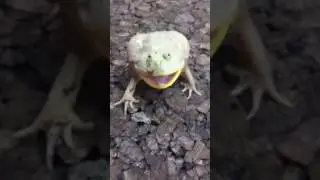 Жаба