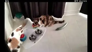 Tricks with cats (as cats react to cucumbers?)