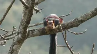 Malabar Giant Squirrel, #asia, #squirrel, #kerala #idukki #wildlife, #indianwildlife #cuteanimals