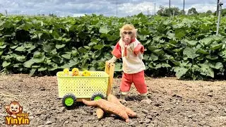 Monkey Yinyin picked up the ducklings on to harvest the orchid potatoes