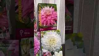 Георгины с WB🤩 полное видео на канале 🫶🏼