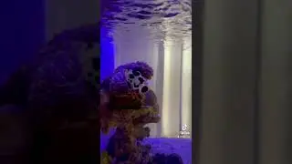 Pengen tambah ikan taki harus sabar. . #aquariumairlaut #aquarium #strlnreeftank