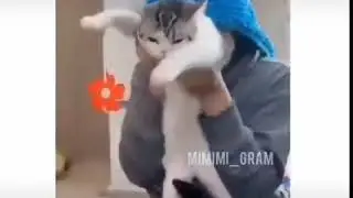 Хах😂 Коты тоже умеют зажигать