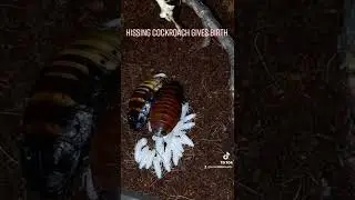 Hissing cockroach gave birth 