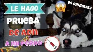 ¿Mi PERRO es ORIGINAL o PIRATA? / Test de ADN / Dany Husk