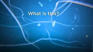 Scientists sail into a bloom of salps off Tasmania