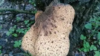 Мечты сбываются ! Если ты захочешь