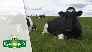 Farmer Thomas Dwan ► Kerrygold
