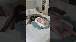 baby unattended with two dogs