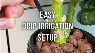 Easy Drip Irrigation Setup