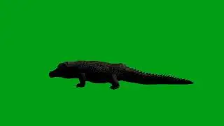 Crocodile looking green screen video | Copyright Free