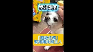 「超級任務」，幫走失的狗狗找回主人