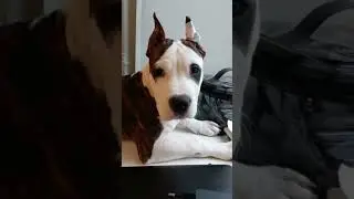 Рэй. Окно во двор.