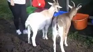 PferdundZegenfutter