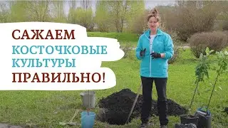 ВЫСАДКА САЖЕНЦЕВ КОСТОЧКОВЫХ КУЛЬТУР