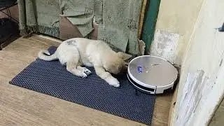 Наши собаки - лучшие воспитатели! Смогут укротить даже... пылесос 🤣😆🤗