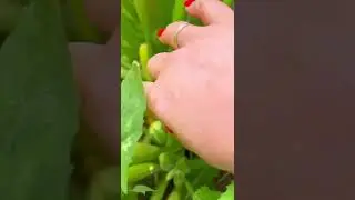 ЗАГНИВАЮТ ЗАВЯЗИ КАБАЧКОВ! ЧТО ДЕЛАТЬ? СПАСАЕТ ПОДКОРМКА! ПОДПИСЫВАЙТЕСЬ