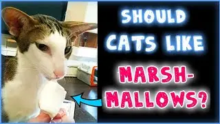 Ориентальный кот ест МАРШМЕЛЛОУ🍡😊| Oriental Cat Goes Crazy For Marshmallows