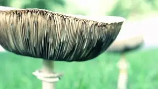 mushroom