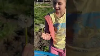 Одуванчик не намокает⁉️😳 #топ #животные #одуванчик #фокус