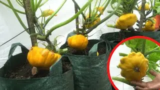 Cara Menanam Squash/Zucchini Dalam di planter bags samping rumah | How  To grow Squash Zucchini