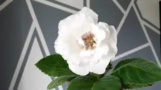 Первое цветение сеянца глоксинии АК 197