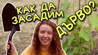 КАК да засадим ДЪРВО? #ЗасадиДръвче