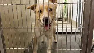 Family Left Dog with the Sitter, Never Came Back 😔