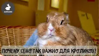 Сено для кроликов, какое выбрать и зачем оно нужно? Советы от Зайкафе