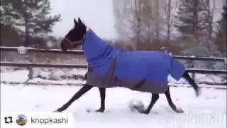 Попона дождевая MIU Equestrian rip-stop со съемным капором