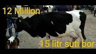 Surxondaryo Qumqo'rg'on boymoqli mol bozori 02.05.2019